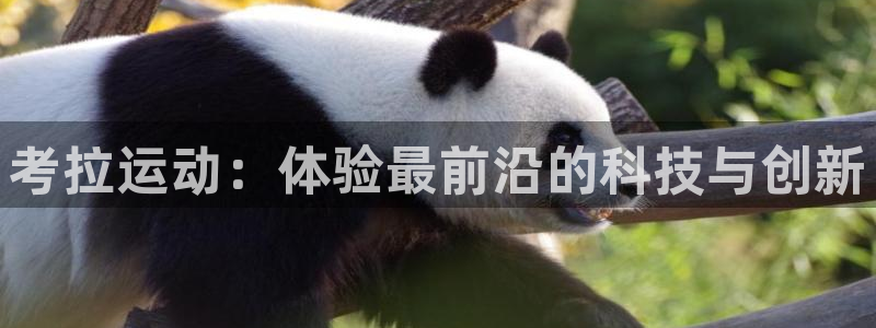 凯捷体育平台注册流程视频：考拉运动：体验最前沿的科技