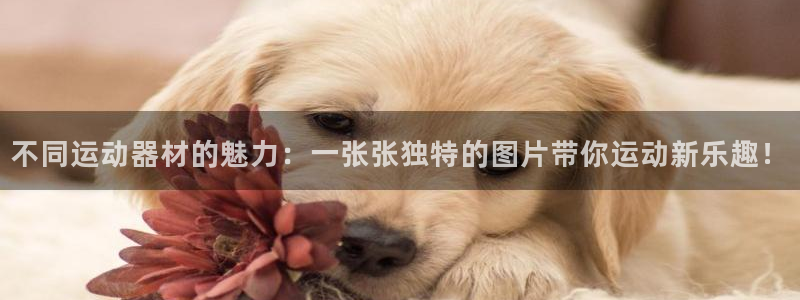 凯捷体育科技：不同运动器材的魅力：一张张独特的图片带